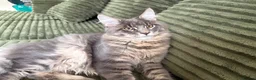 Maine Coon cats for sale: Beautiful full breed blue silver tabby Maine coon - Advert 1