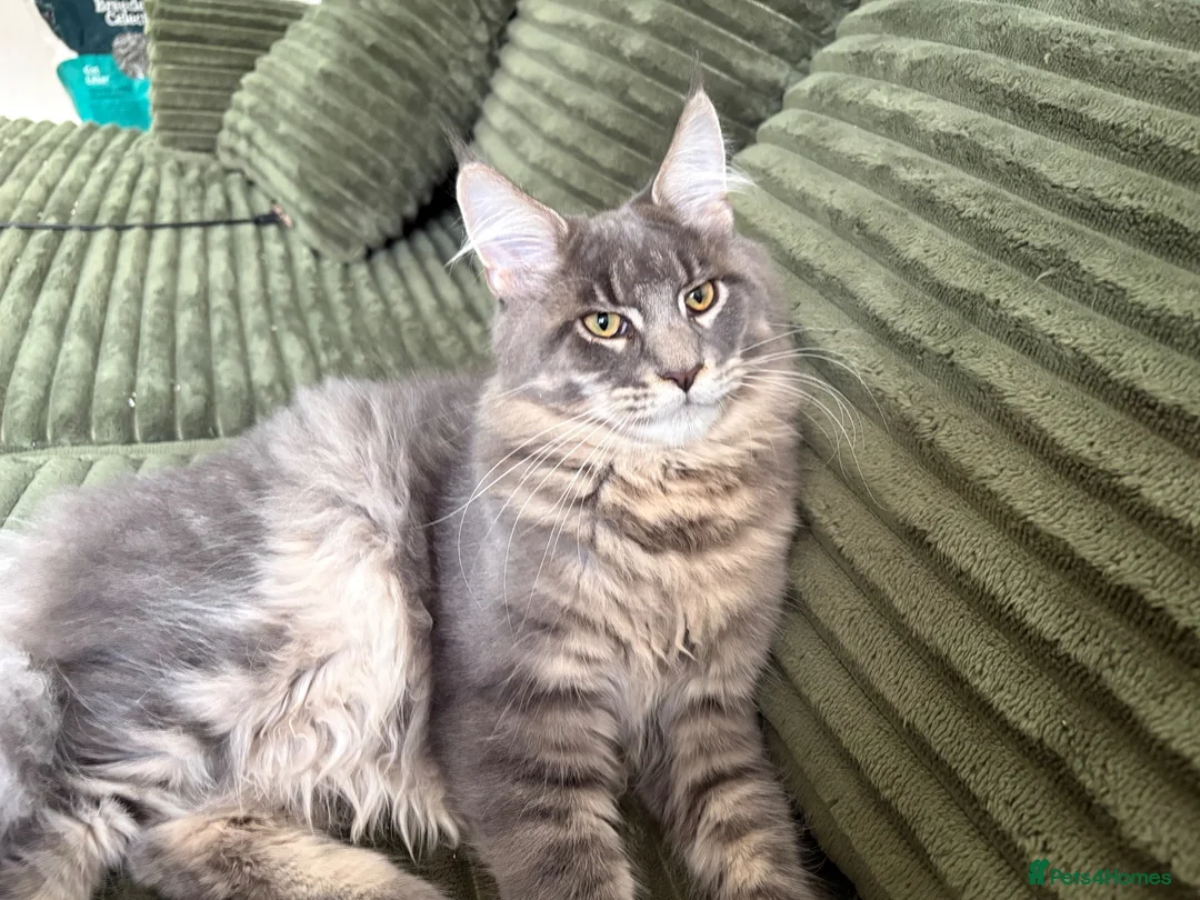 Maine Coon cats for sale: Beautiful full breed blue silver tabby Maine coon - Advert 1
