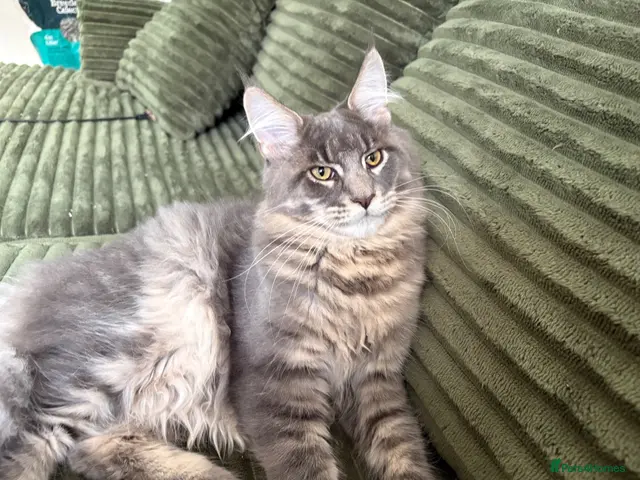 Maine Coon cats Beautiful full breed blue silver tabby Maine coon - Advert 18