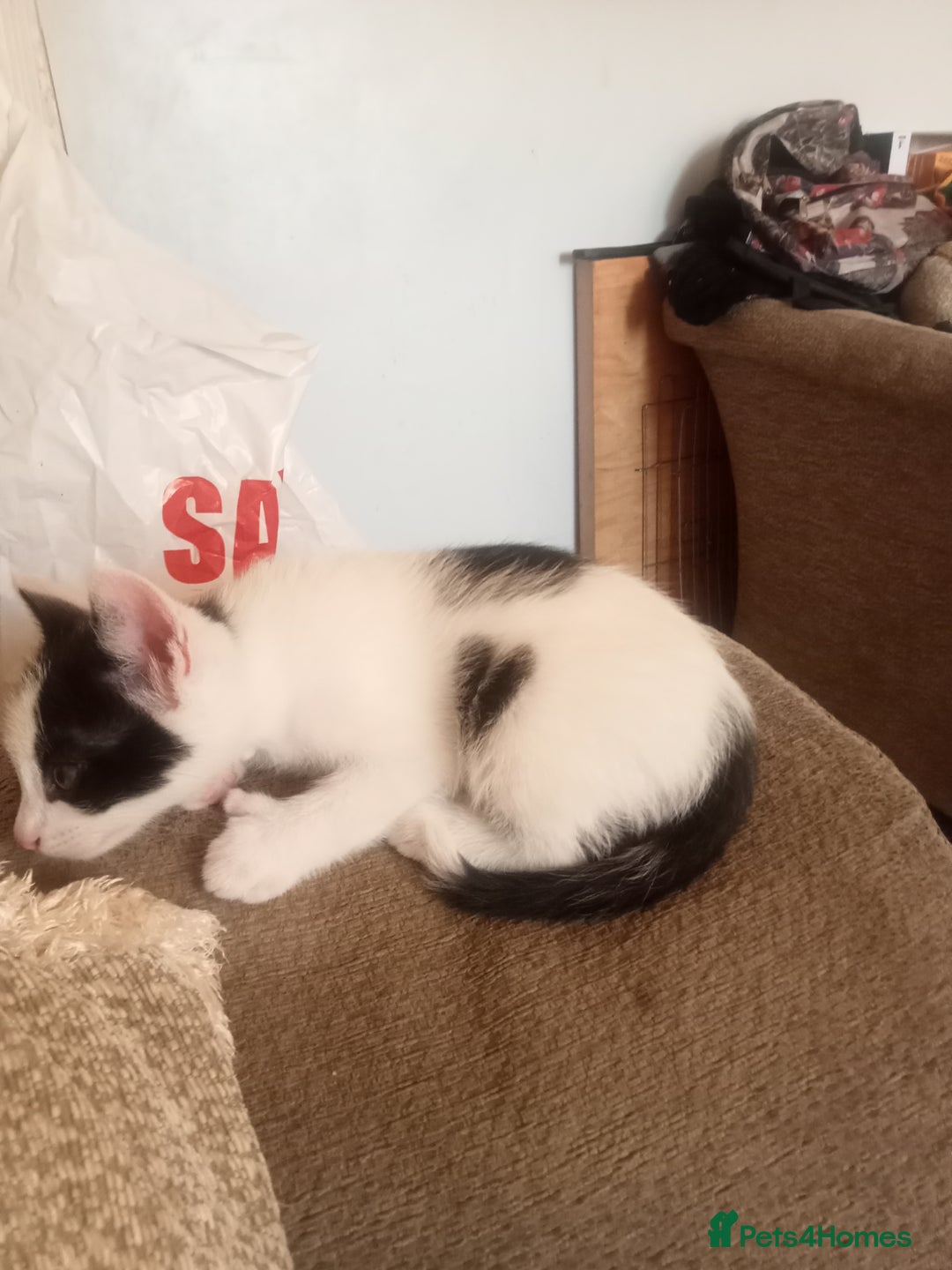 Mixed Breed cats for sale: Kittens ready for new home  - Image 6