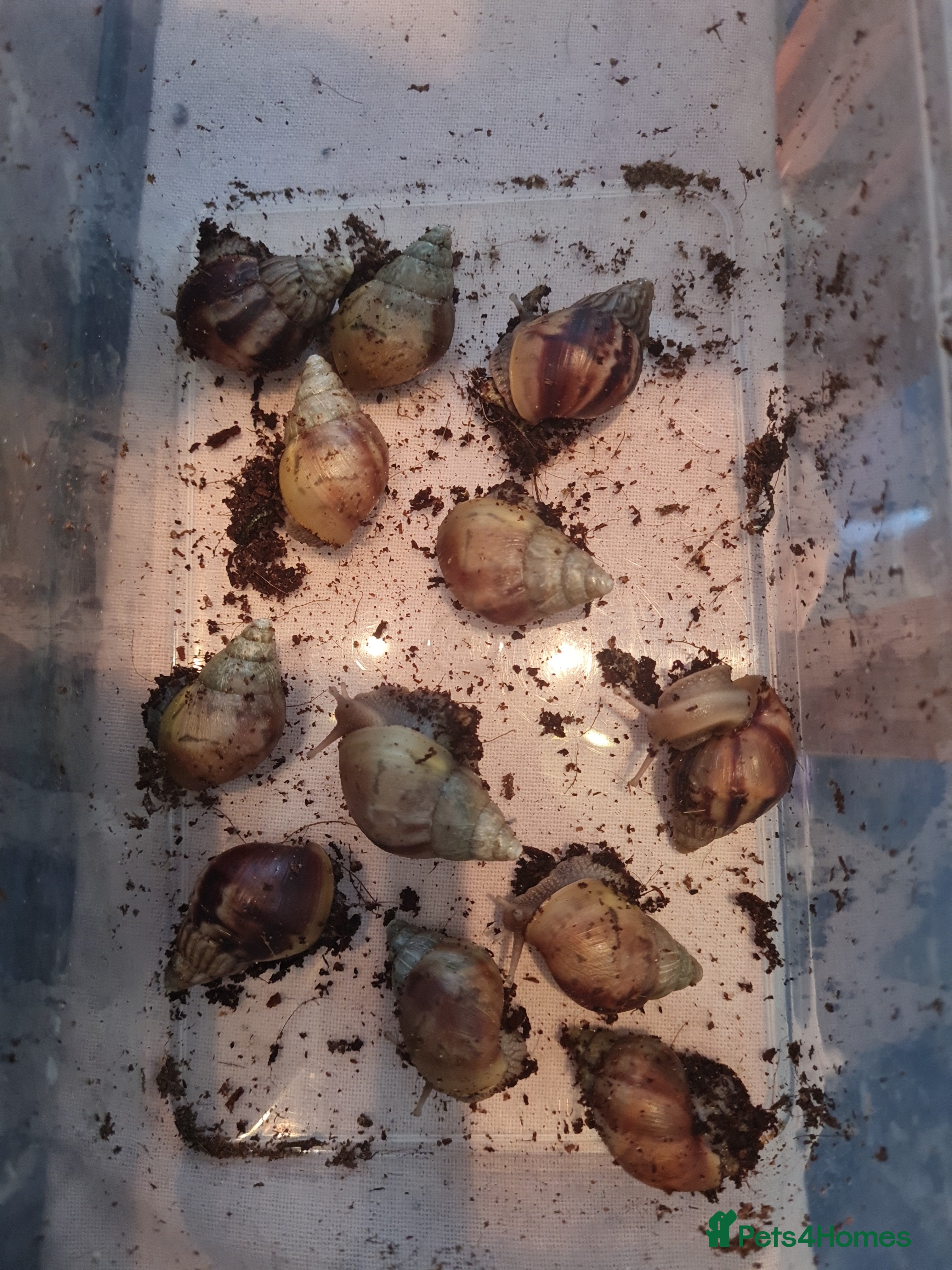 Snails invertebrates 2 x Giant African Land Snails - Advert 11
