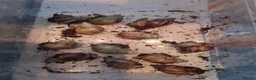 Snails invertebrates for sale: 2 x Giant African Land Snails in Ramsgate - Advert 1