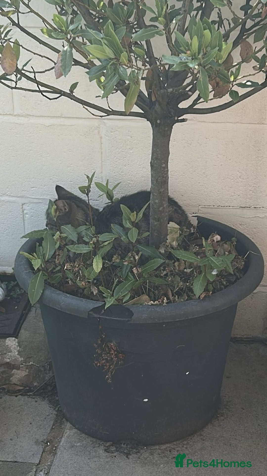 Domestic Shorthair cats for sale: Misty - Image 5