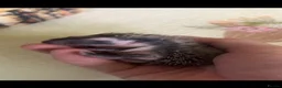 Pygmy Hedgehog rodents for sale: Two Gorgeous Hoglets for Loving Forever Homes - Advert 8