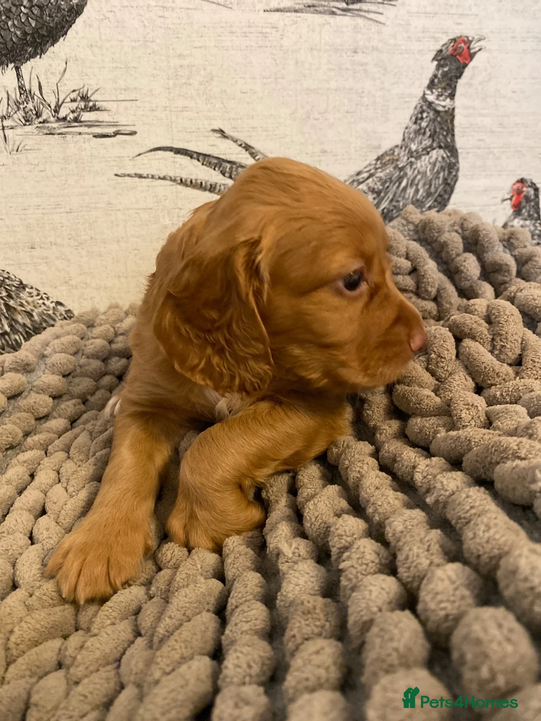 Cocker Spaniel dogs for sale: Beautiful KC Working Cocker Spaniel Puppies. - Advert 2