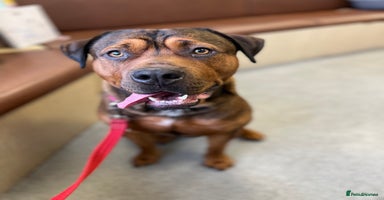 Mixed Breed dogs - Advert 10