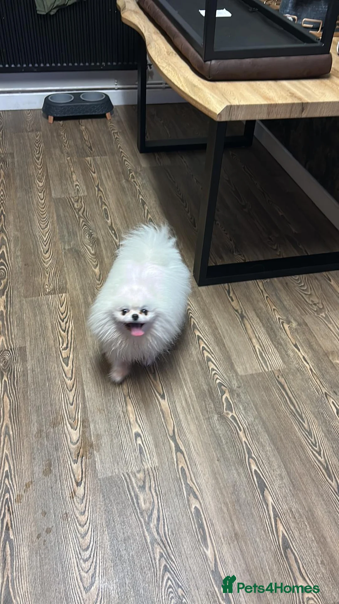 Pomeranian dogs for sale: Ice white boy for sale  - Advert 3