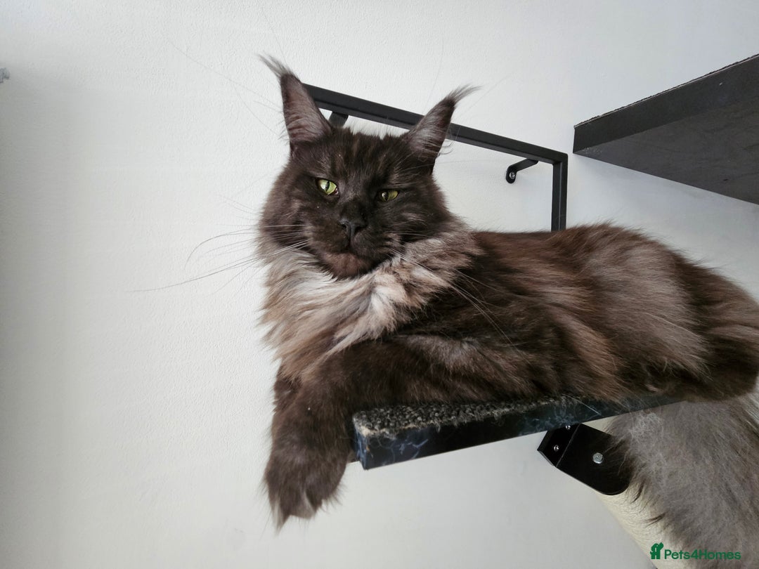 Maine Coon cats for sale: Stunning quality silver Tica Mainecoon kittens  - Advert 34