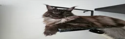 Maine Coon cats for sale: Stunning show quality Tica females - Advert 36