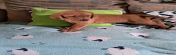 Goldador dogs for sale: Labrador x Golden retriever pups - Advert 6