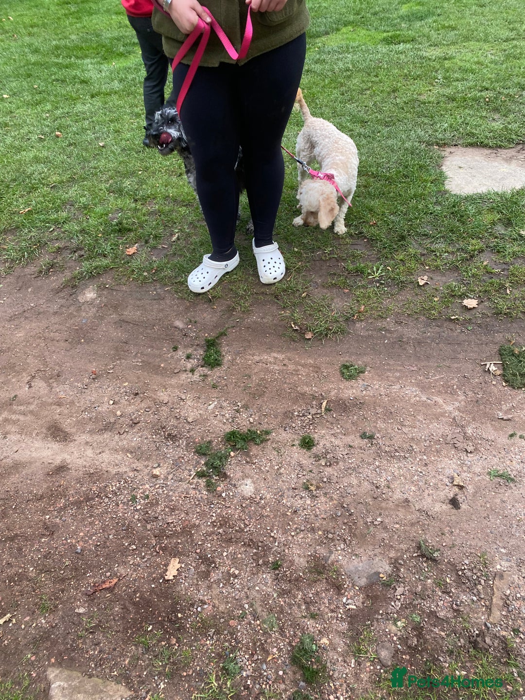 Cockapoo dogs for sale: Cockapoo - Image 17