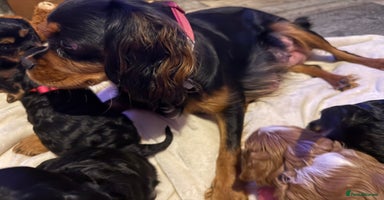 Cavalier King Charles Spaniel dogs Cavalier King Charles Spaniels - Advert 1