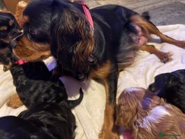 Cavalier King Charles Spaniel dogs Cavalier King Charles Spaniels - Advert 1