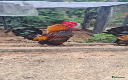 Chickens poultry for sale: Serama Chicken  - Image 1