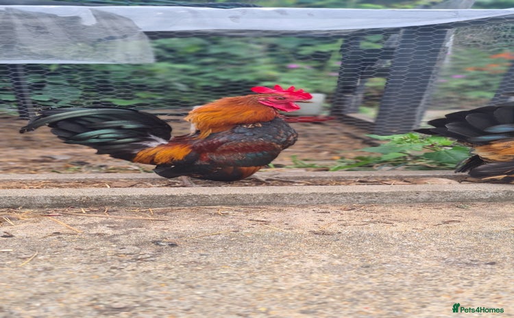 Chickens poultry - Advert 3