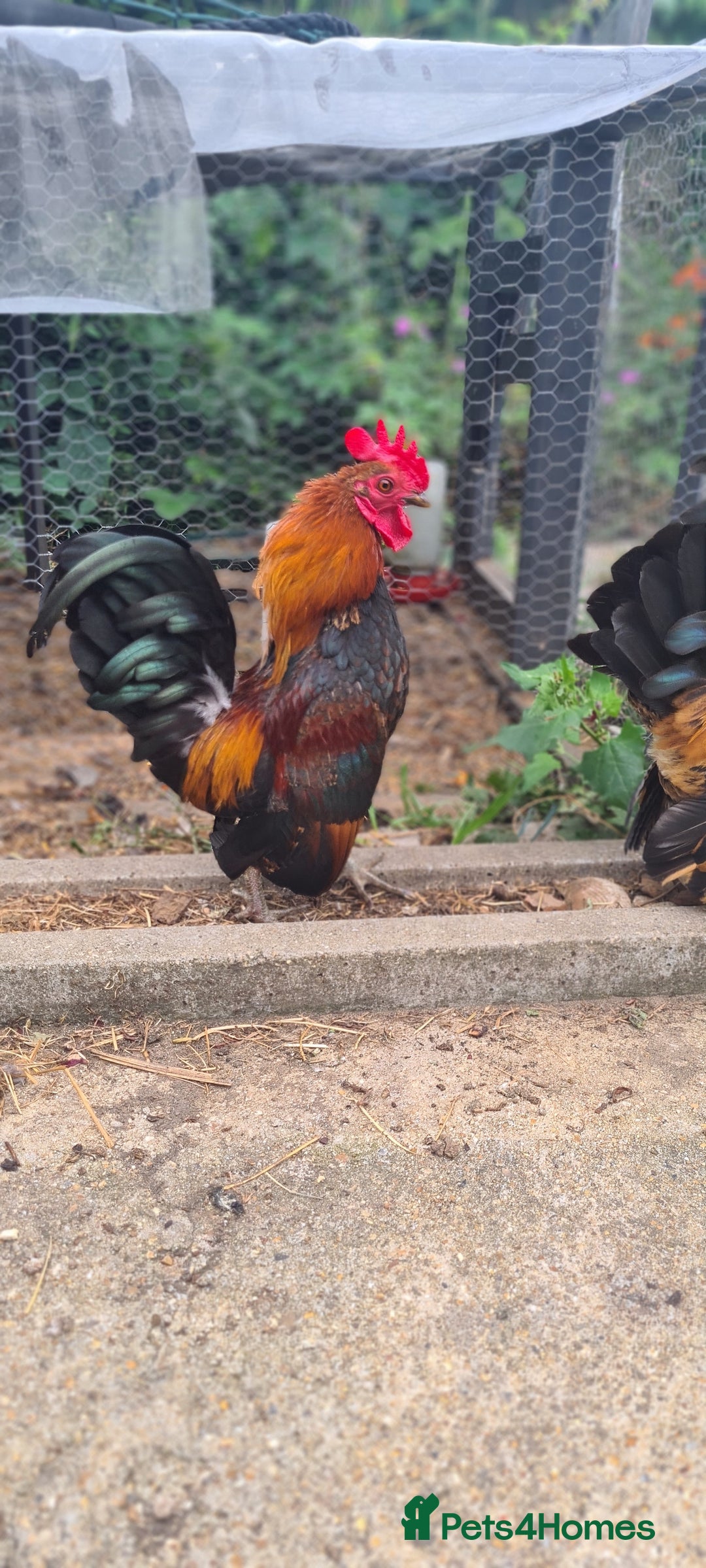 Chickens poultry for sale: Serama Chicken  - Image 1