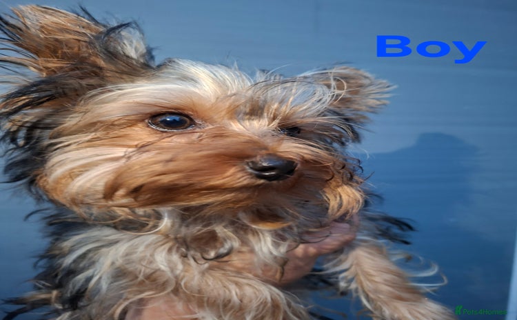 Yorkshire Terrier dogs - Advert 12
