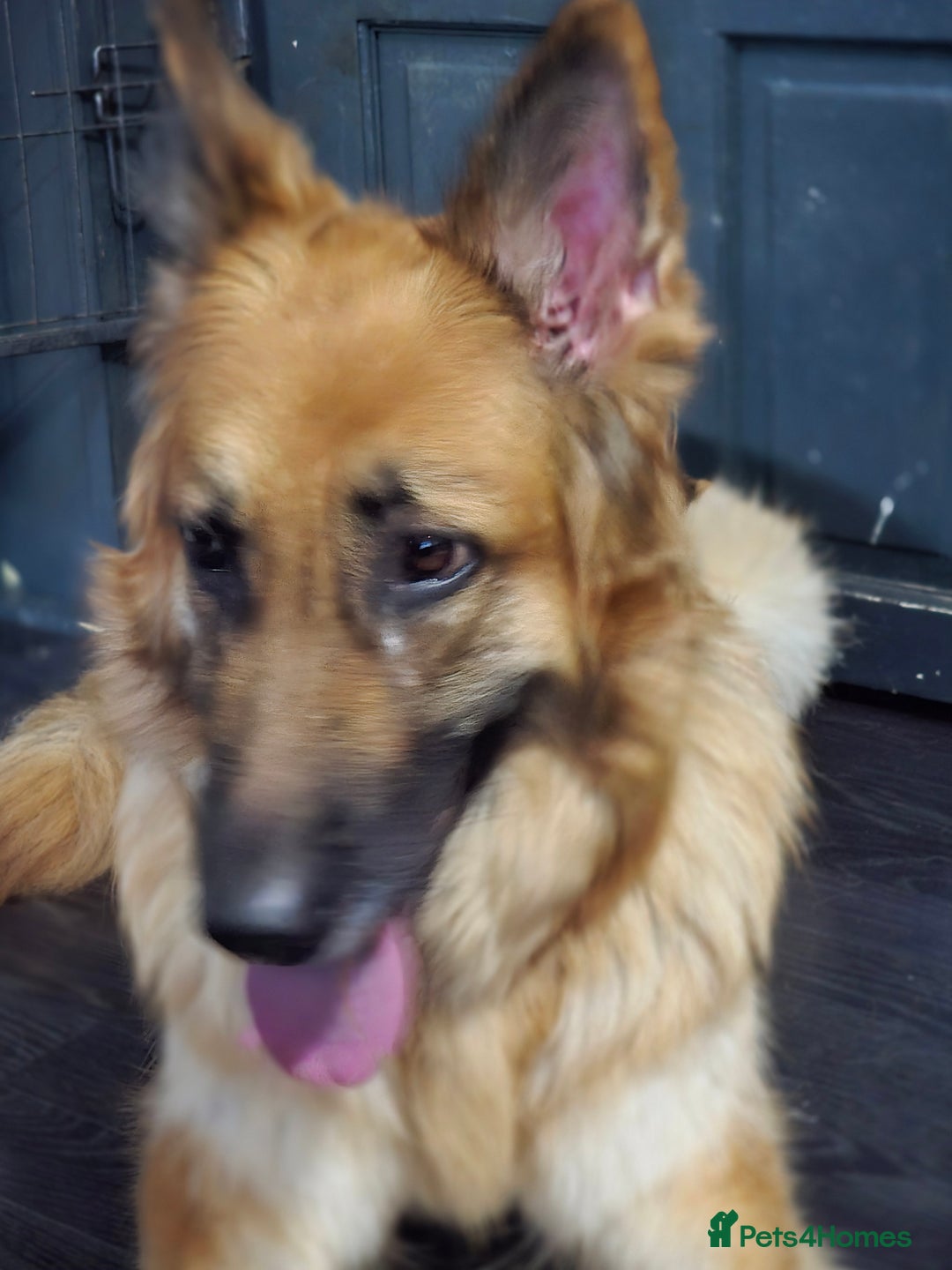 German Shepherd dogs for sale: Last 2 looking for their forever home - Image 7