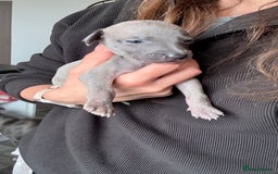 Whippet dogs for sale: OUTSTANDING PRESTIGIOUS LAGUNA BLUE WHIPPETS! KC - Image 26