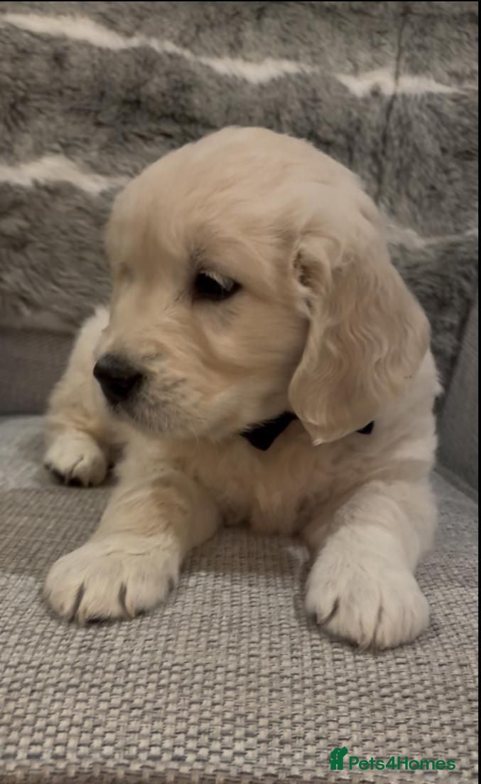 Golden Retriever dogs STUNNING ENGLISH CREAM GOLDEN RETRIEVER PUPPIES - Advert 11