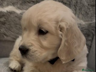 Golden Retriever dogs STUNNING ENGLISH CREAM GOLDEN RETRIEVER PUPPIES - Advert 13