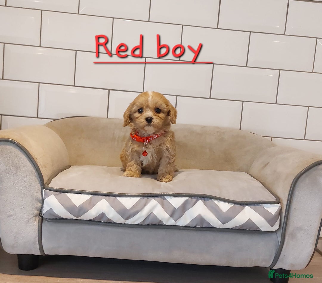 Cavachon dogs for sale: Cavapoochon puppies 🥰 - Image 6