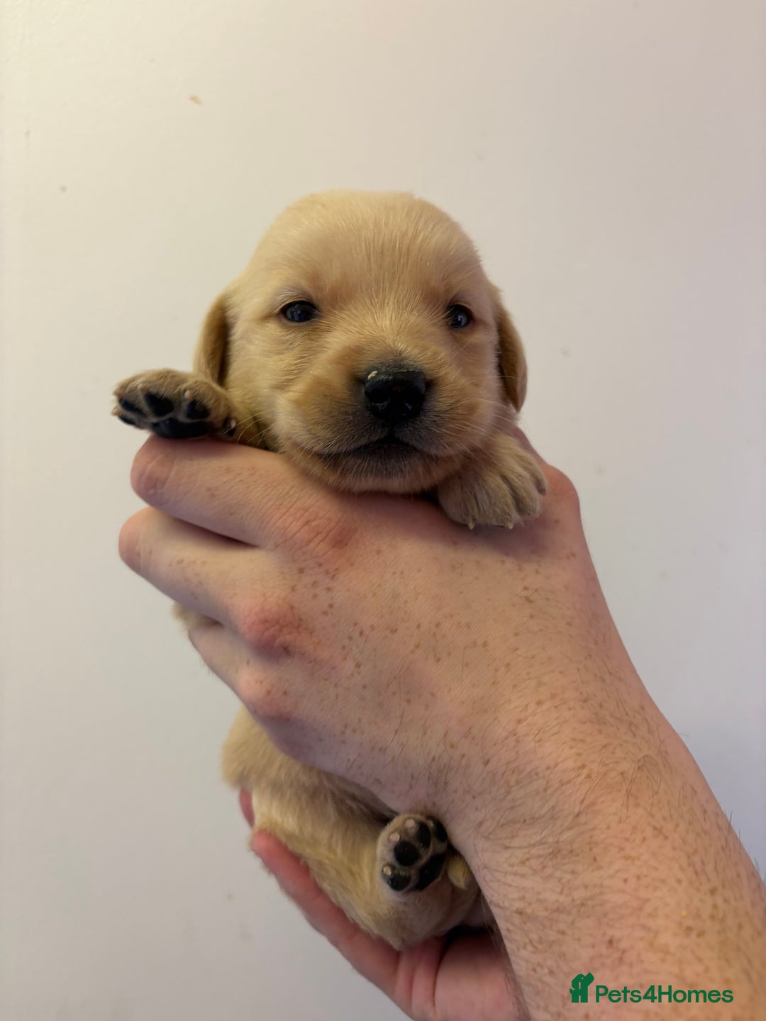 Goldador dogs for sale: Lovely Goldadors  - Image 4