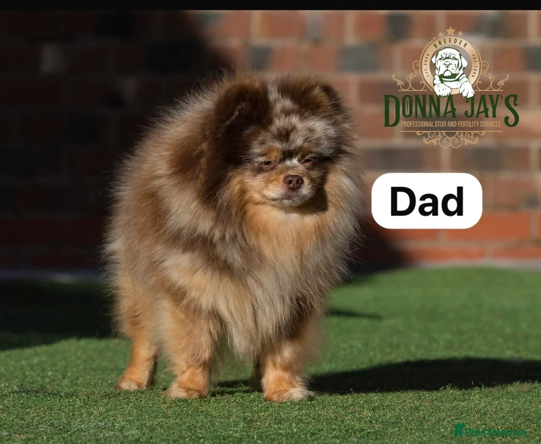 Pomeranian dogs for sale: Mini teddy Pom girl  - Advert 2