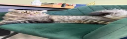 British Longhair cats for sale: 💙 meet churro 💙 in Wolverhampton - Advert 3
