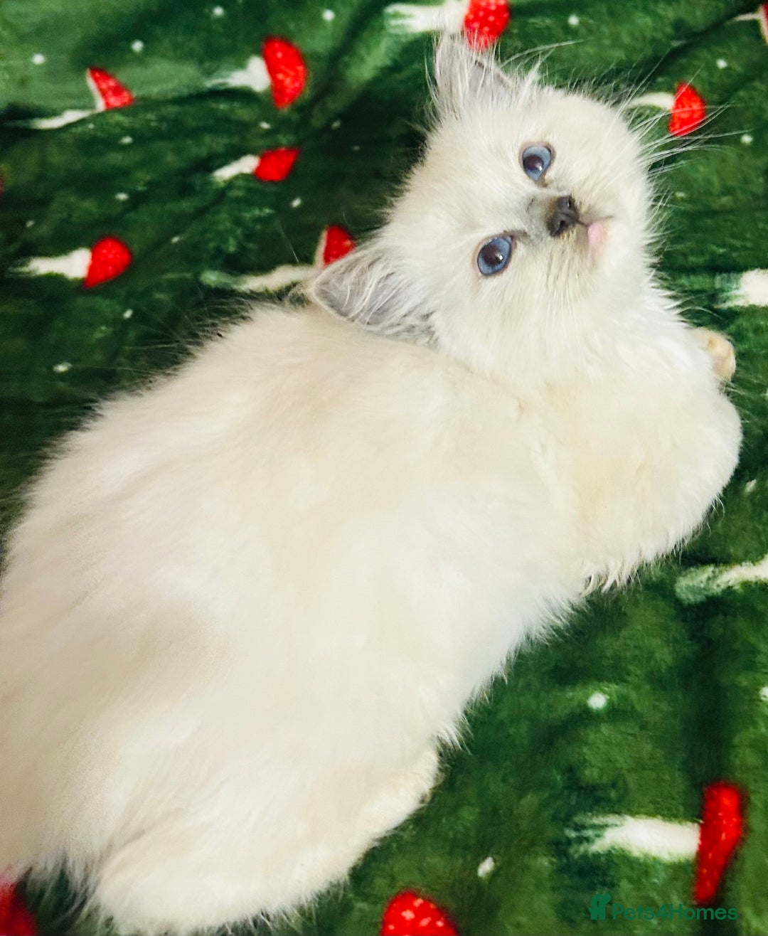 Ragdoll cats for sale: Cute little Ragdoll kittens for sale 💕🐱🐱 - Advert 11