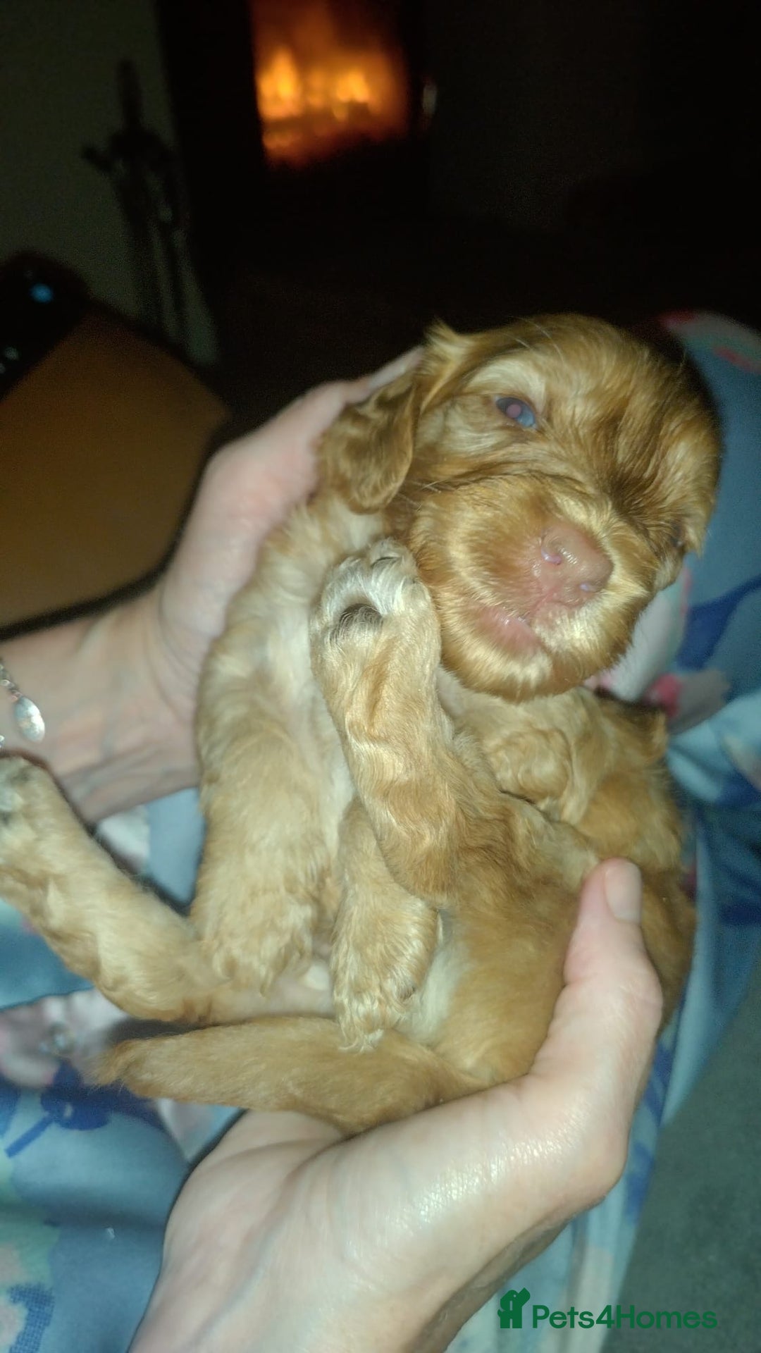 Cockapoo dogs for sale: F2 Cockapoo pups  - Image 16