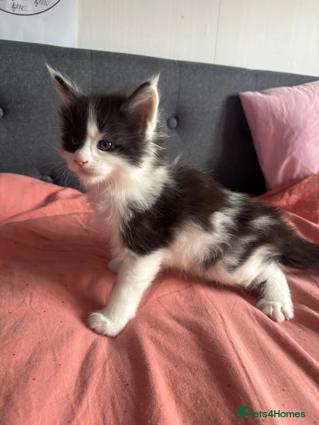 Maine Coon cats for sale: Maine Coon Kittens – 3 GCCF Boys - Advert 2