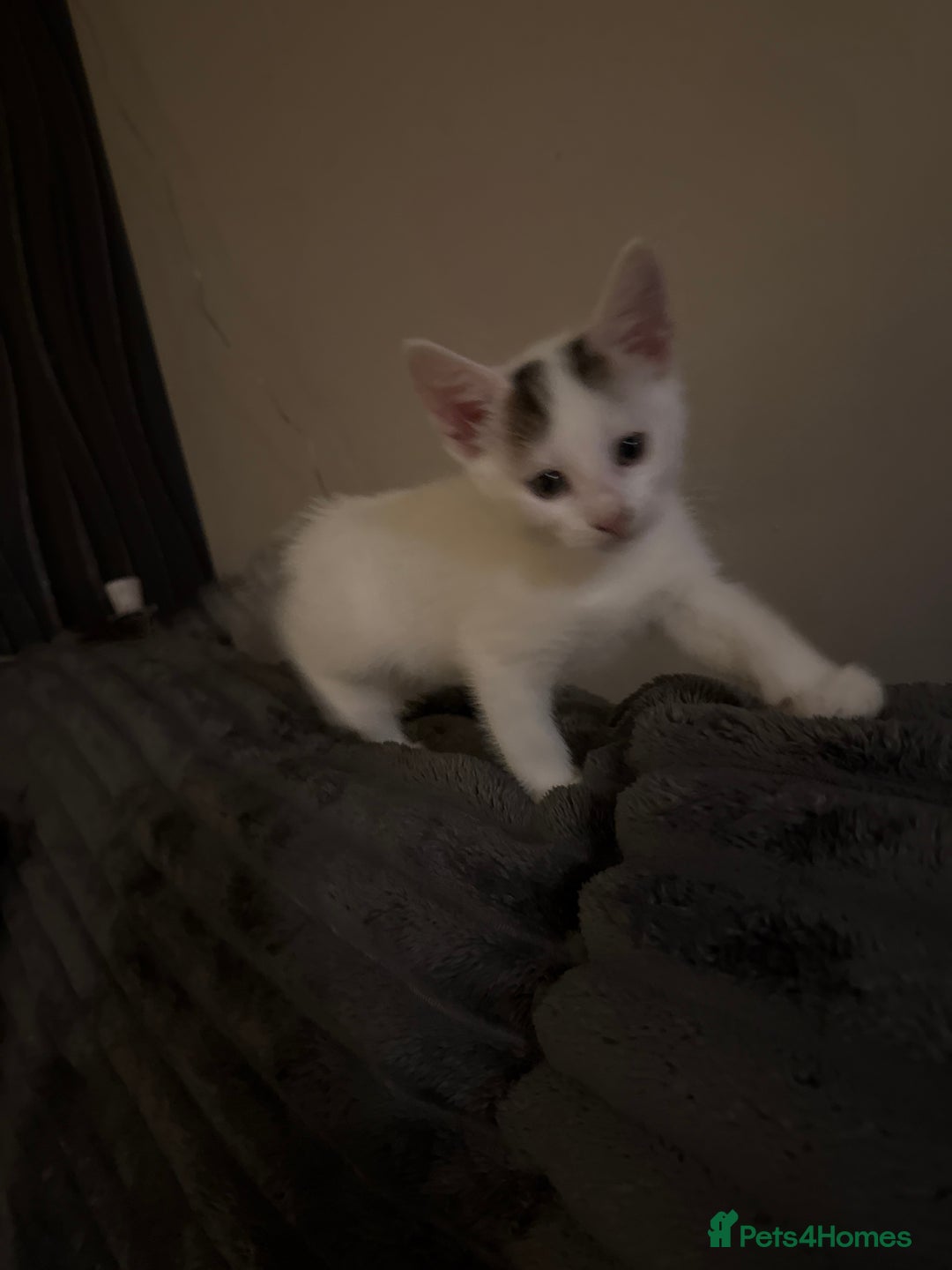 Norwegian Forest Cat cats for sale: Ready now kitten 1 and 3 left - Advert 7