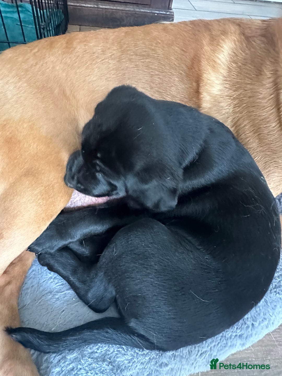 Labrador Retriever dogs for sale: Velvet black old English Labrador puppies  - Advert 7