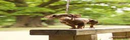 Miniature Dachshund dogs for stud: ROLO chocolate and tan dapple pink and LH carrier  - Advert 4