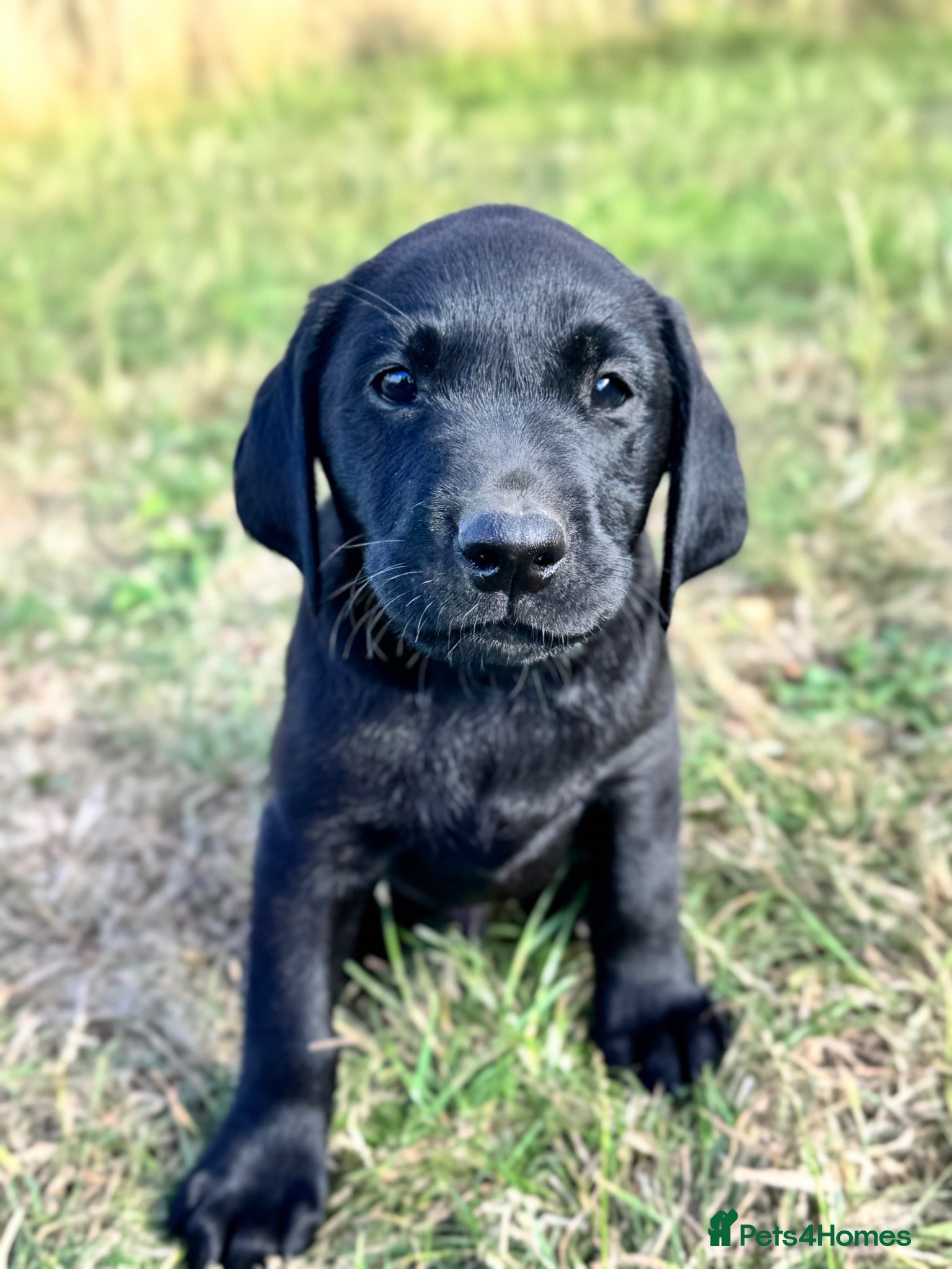 Labrador Retriever dogs Exceptional KC Labrador Puppies from Working Line  - Advert 1