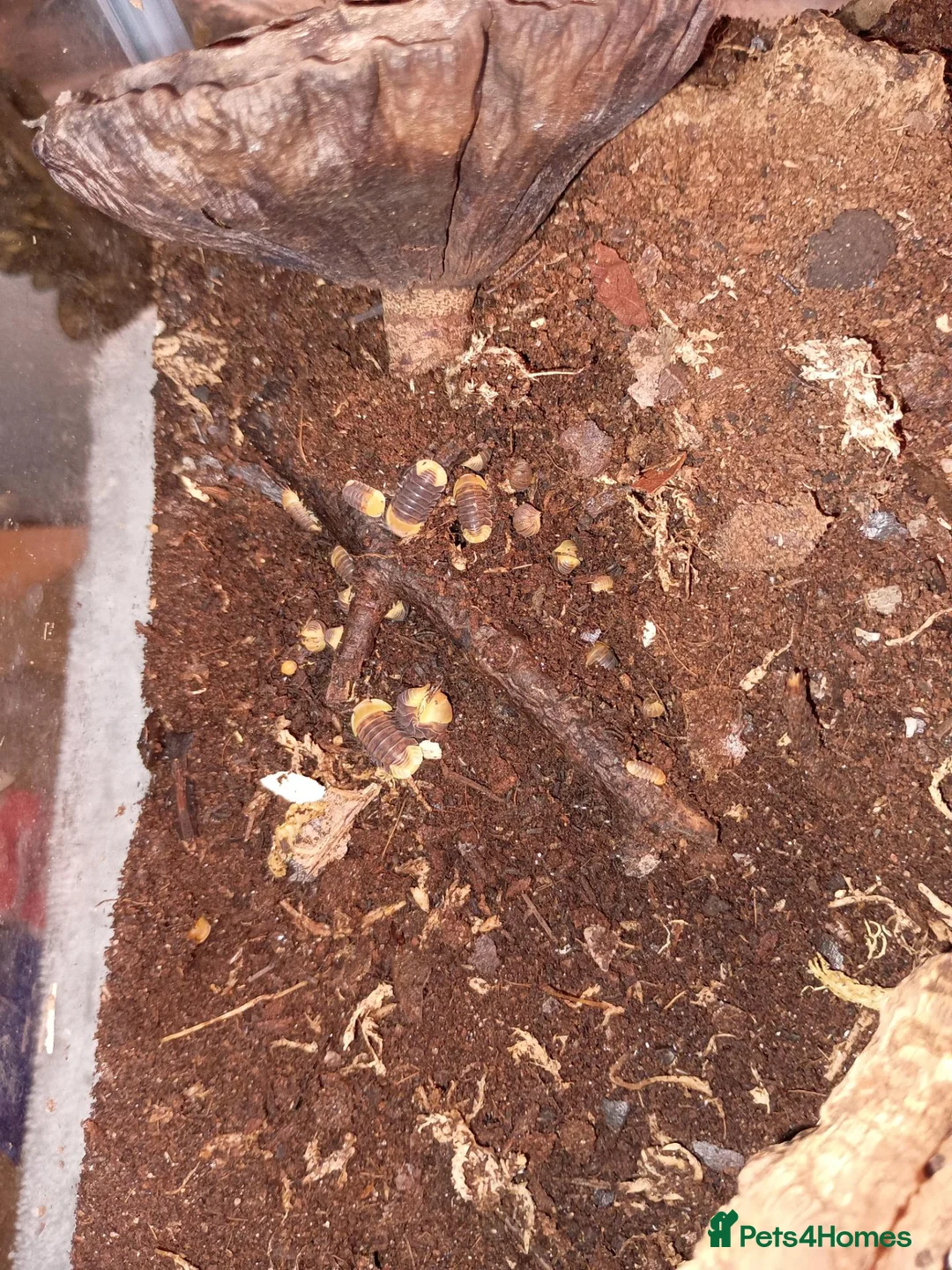 Isopods invertebrates for sale: Rubber duckie isopods  - Advert 1