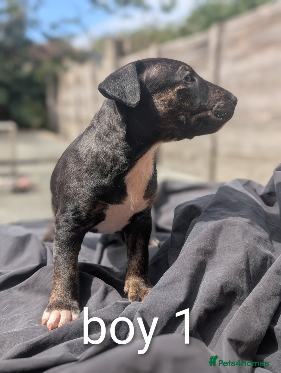 English Bull Terrier dogs for sale: Working line English bull terriers  - Image 10