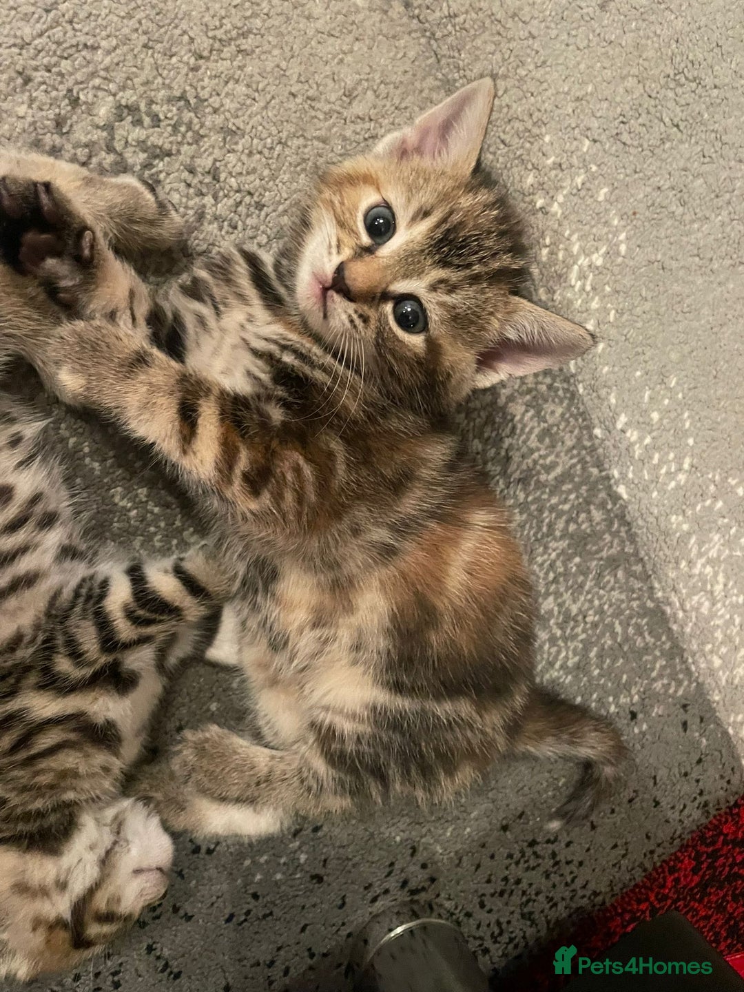 Domestic Shorthair cats for sale: Lovely kittens  - Advert 4