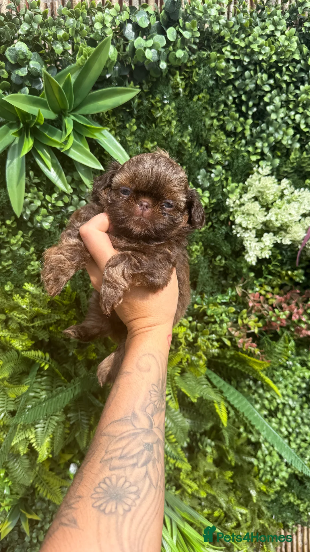 Gallery Image {{count}}