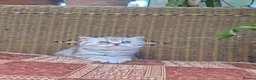 British Shorthair cats for sale: 💙ABSOLUTELY STUNNING BRITISH SHORTHAIR BOYS💙 - Advert 9
