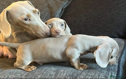 Dachshund dogs for sale: Beautiful Isabella pups exceptional quality  - Image 1