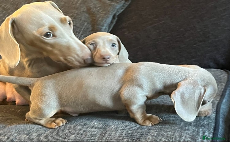Dachshund dogs - Advert 6