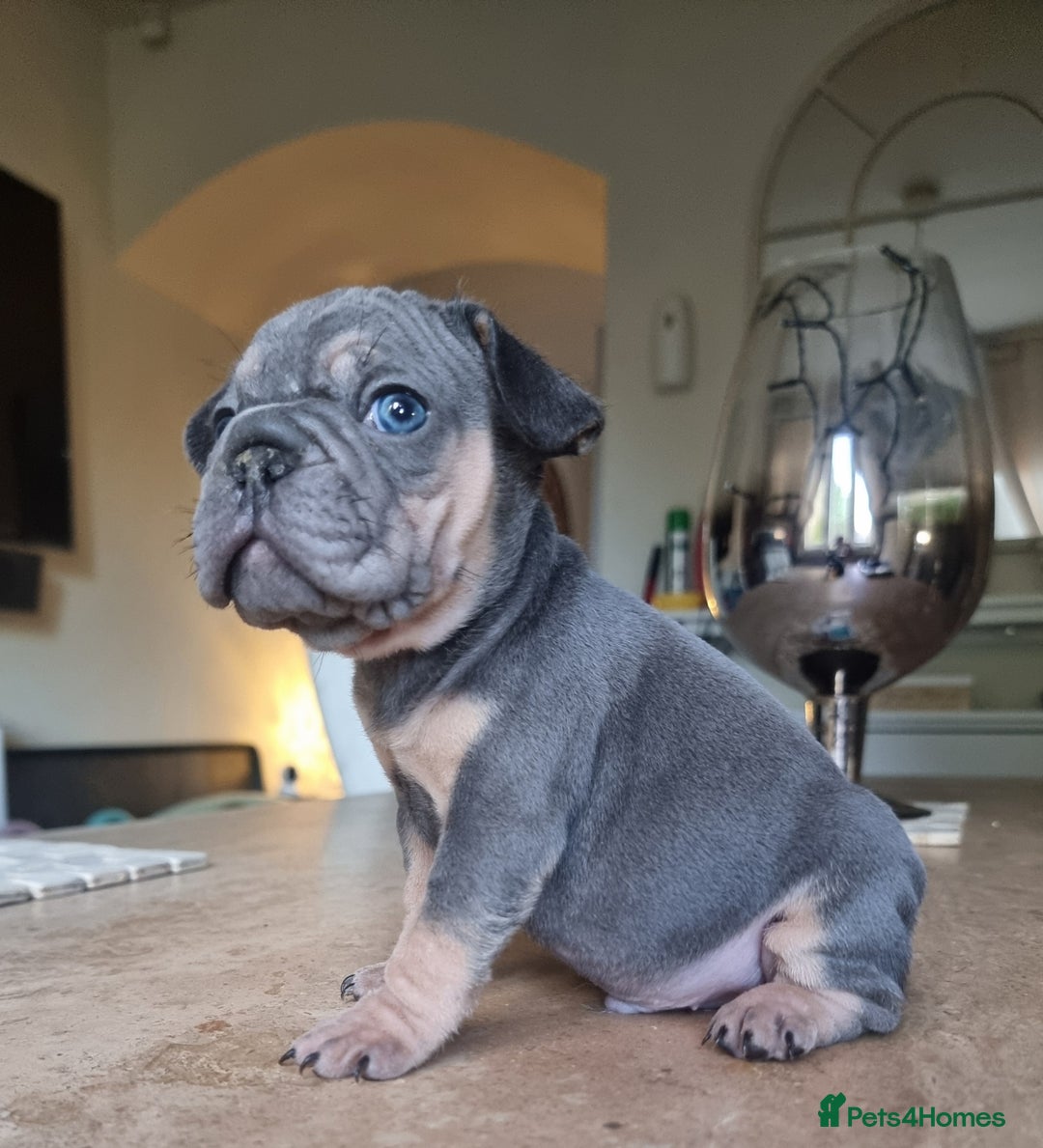 French Bulldog dogs for sale: Beautiful French bulldogs - Image 17