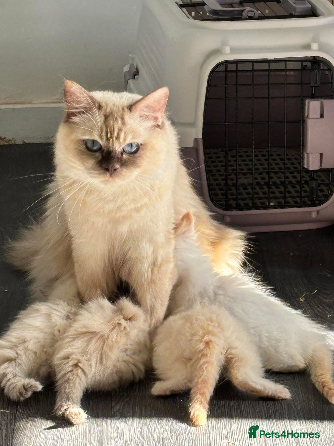 Ragdoll cats for sale: TICA red tabby point mink cherubim - Advert 5