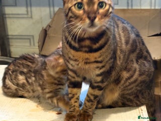 Bengal cats Pedigreed/registered Bengal kittens - Advert 2