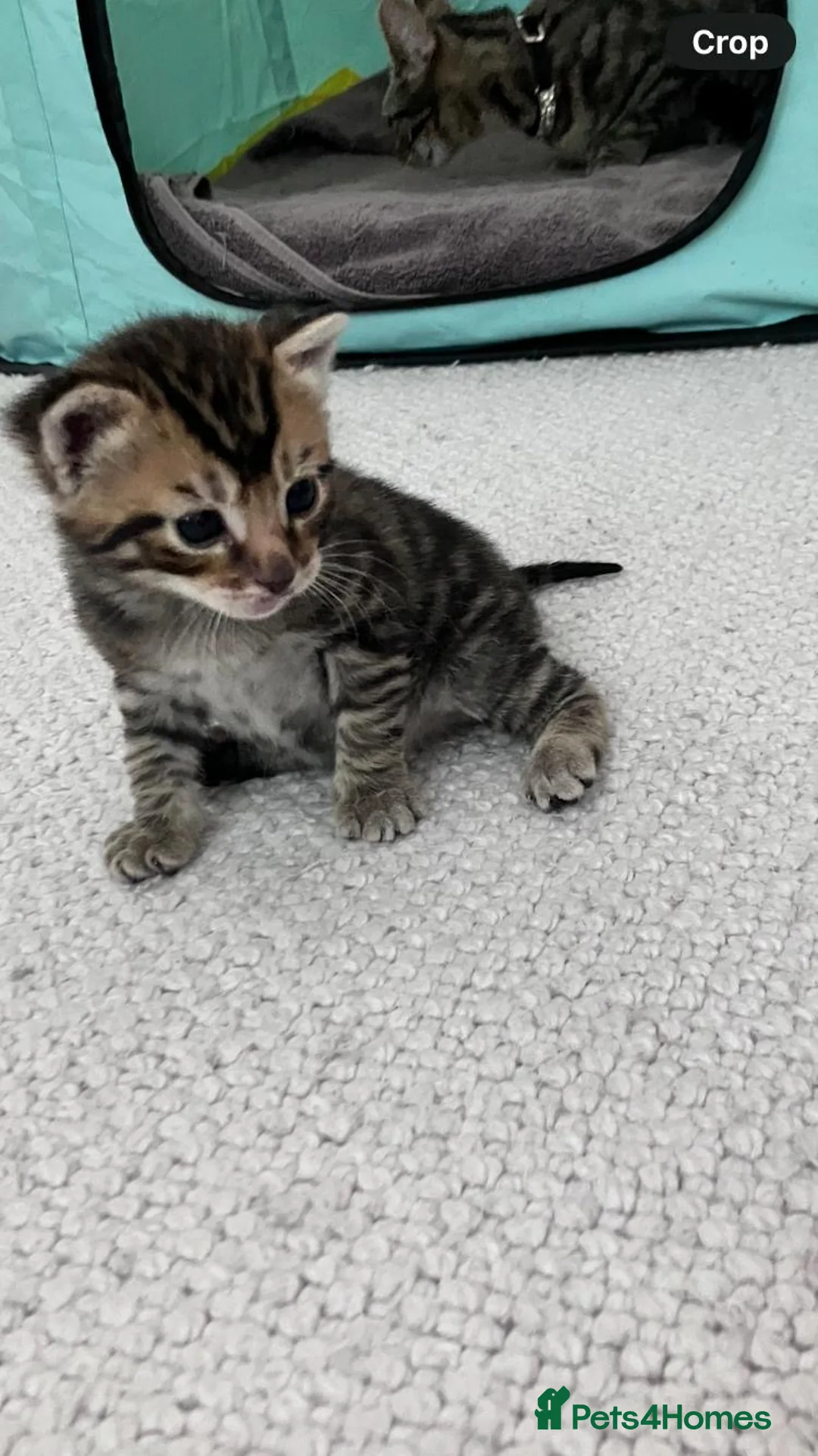 Mixed Breed cats for sale: Kittens gor sale - Advert 2