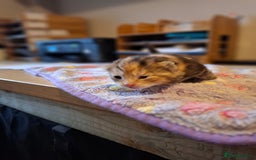 Mixed Breed cats for sale: Beautiful kittens - Advert 15