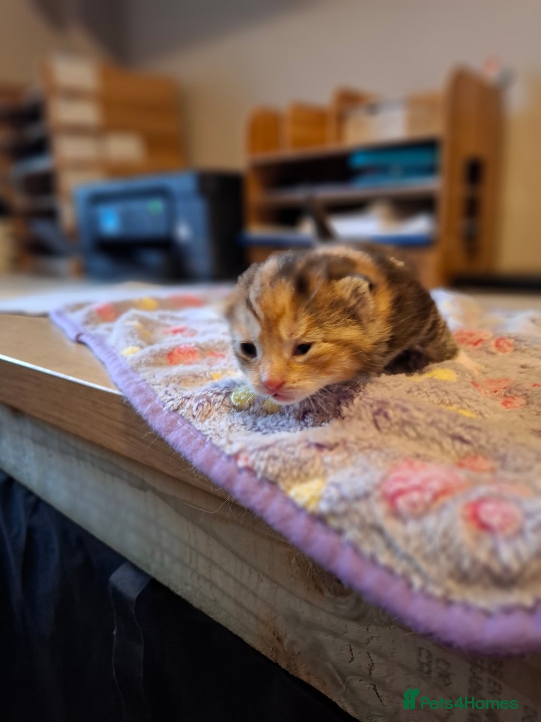 Mixed Breed cats for sale: Beautiful kittens - Advert 15