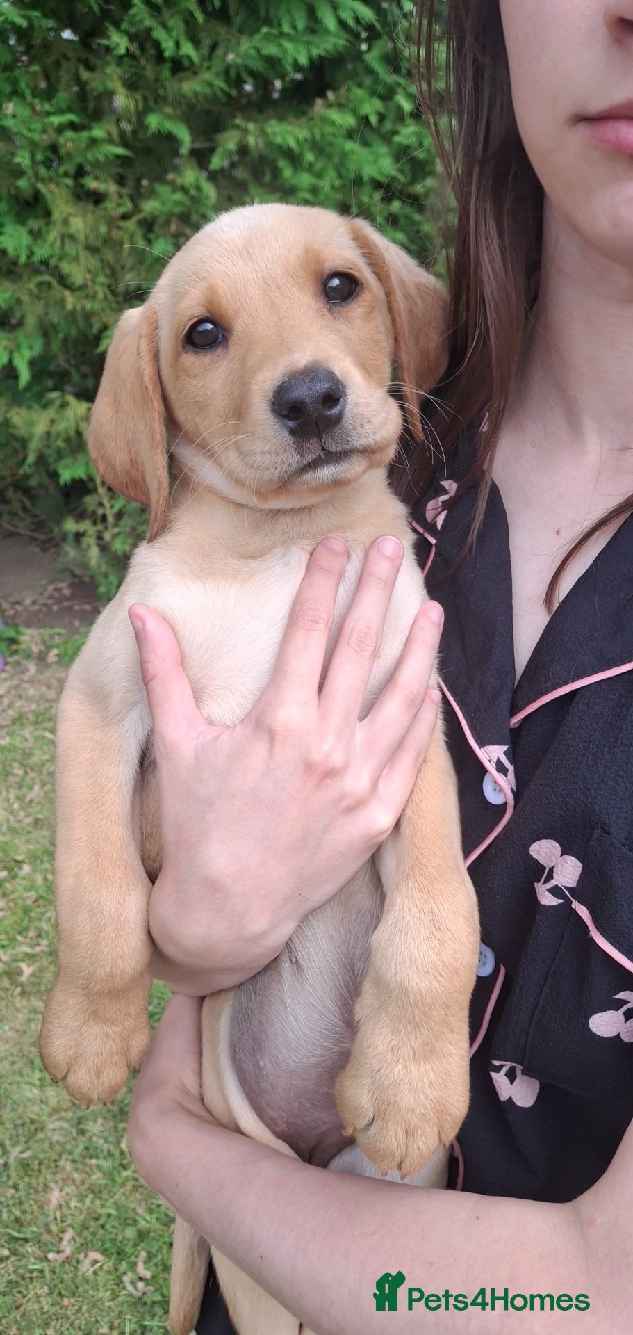 Labrador Retriever dogs *READY TO LEAVE* Beautiful labrador puppies  - Advert 2